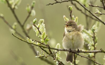 Aanpassing local rules