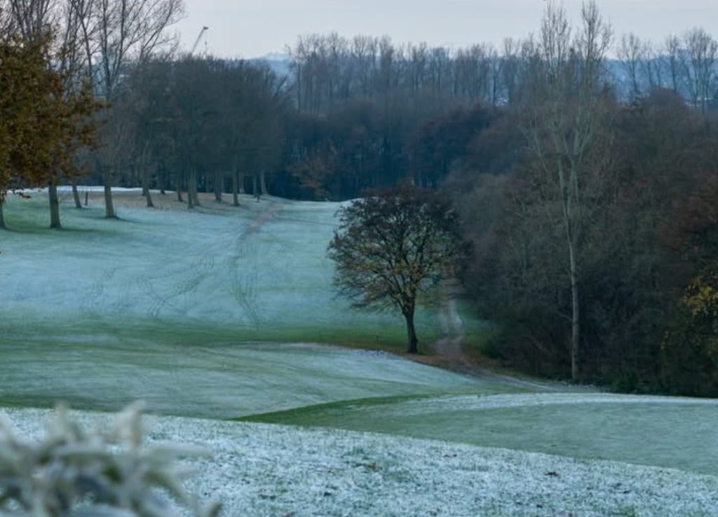 Wintergreens